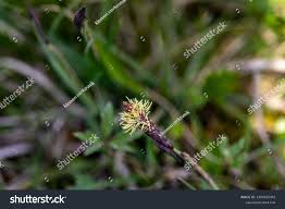 Attēlu rezultāti vaicājumam “Carex caryophyllea flower”