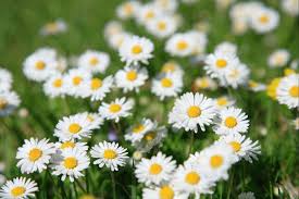 Image result for Chrysanthemum ptarmiciflorum