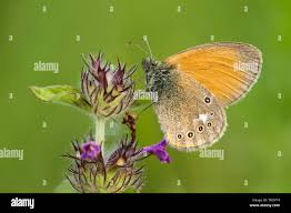 Attēlu rezultāti vaicājumam “Coenonympha glycerion”