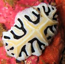 Attēlu rezultāti vaicājumam “Retinia resinella exuvia”