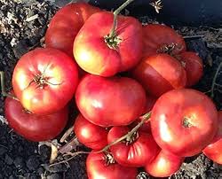 Afbeeldingsresultaat voor earl faux tomato