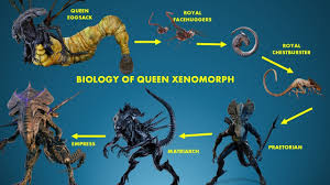 Image result for xenomorph