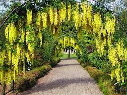 Image result for Laburnum anagyroides