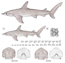 Image result for Sphyrna