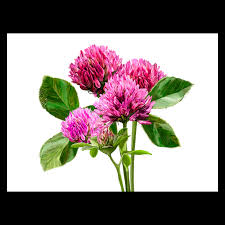 Attēlu rezultāti vaicājumam “Trifolium pratense”