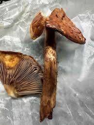 Attēlu rezultāti vaicājumam “Stropharia albocrenulata”