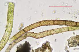 Attēlu rezultāti vaicājumam “Bryum moravicum”