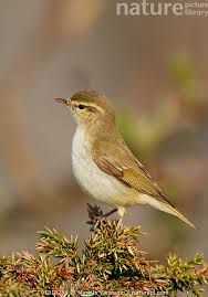 Attēlu rezultāti vaicājumam “Phylloscopus trochiloides”