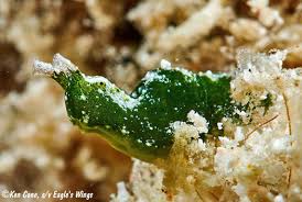 Attēlu rezultāti vaicājumam “Licea pusilla macro”