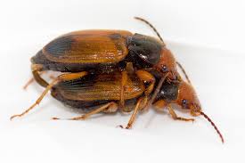 Attēlu rezultāti vaicājumam “Diachromus germanus”