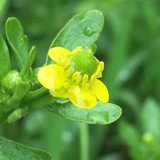 Attēlu rezultāti vaicājumam “Ranunculus sceleratus flower”