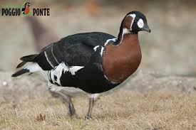 Image result for Branta ruficollis