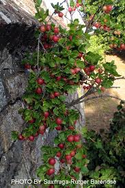 Attēlu rezultāti vaicājumam “Ribes uva-crispa”