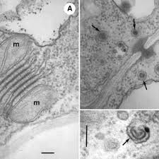 Attēlu rezultāti vaicājumam “Phleogena faginea sessile”