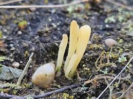 Attēlu rezultāti vaicājumam “Clavaria argillacea”