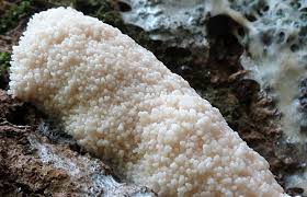 Attēlu rezultāti vaicājumam “Brefeldia maxima”