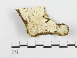 Attēlu rezultāti vaicājumam “Skeletocutis stellae”