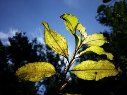 Attēlu rezultāti vaicājumam “Potamogeton lucens leaf”