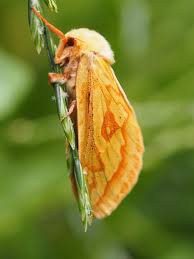 Attēlu rezultāti vaicājumam “Hepialus humuli”