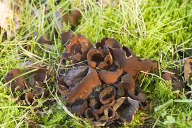 Attēlu rezultāti vaicājumam “Otidea bufonia”