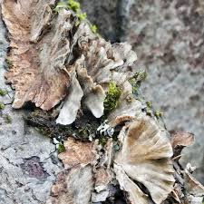 Attēlu rezultāti vaicājumam “Trametes hirsuta”