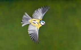 Image result for Cyanistes caeruleus