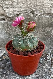 Image result for Gymnocalycium