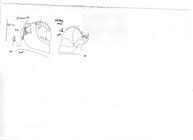 Attēlu rezultāti vaicājumam “Polyzonium germanicum”