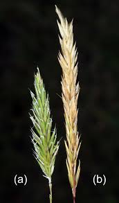 Attēlu rezultāti vaicājumam “Anthoxanthum odoratum fruit”