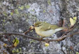 Attēlu rezultāti vaicājumam “Phylloscopus trochiloides”