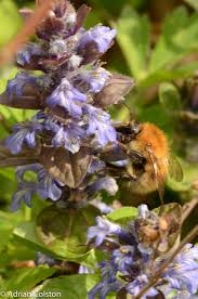 Attēlu rezultāti vaicājumam “Arctophila superbiens”