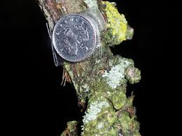 Attēlu rezultāti vaicājumam “Physcia tenella”