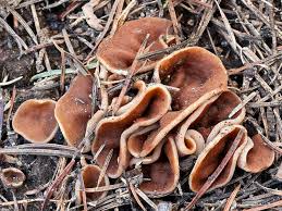 Attēlu rezultāti vaicājumam “Discina perlata”