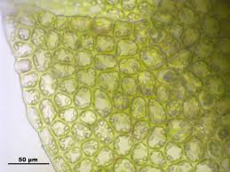 Attēlu rezultāti vaicājumam “Harpanthus scutatus”