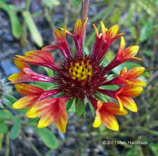 Image result for Gaillardia pulchella