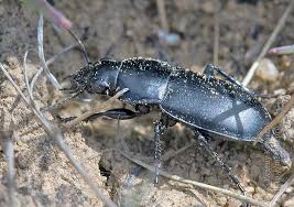 Attēlu rezultāti vaicājumam “Poecilus lepidus”