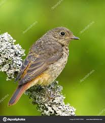 Attēlu rezultāti vaicājumam “Phoenicurus phoenicurus”