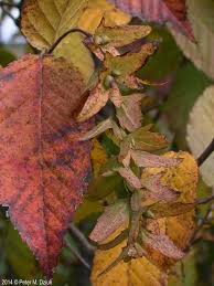 Attēlu rezultāti vaicājumam “Carpinus caroliniana male flower”
