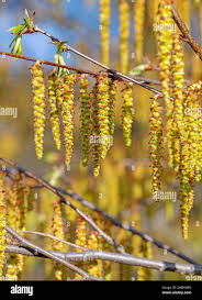 Attēlu rezultāti vaicājumam “Carpinus caroliniana male flower”