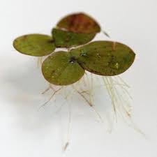 Attēlu rezultāti vaicājumam “Spirodela polyrhiza”