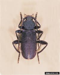 Attēlu rezultāti vaicājumam “Callidium violaceum”