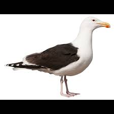 Attēlu rezultāti vaicājumam “Larus marinus adult”