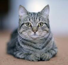 Image result for poes