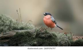 Attēlu rezultāti vaicājumam “Pyrrhula pyrrhula male”