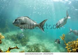 Image result for Pagrus pagrus