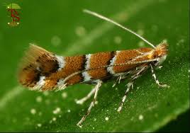 Attēlu rezultāti vaicājumam “Cameraria ohridella”