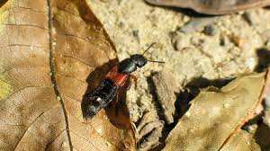 Attēlu rezultāti vaicājumam “Platydracus fulvipes”