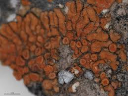 Attēlu rezultāti vaicājumam “Caloplaca saxicola”