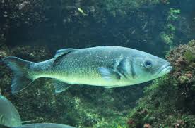 Image result for Dicentrarchus labrax