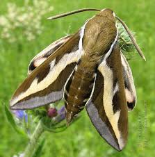 Attēlu rezultāti vaicājumam “Hyles gallii”